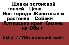 Щенки эстонской гончей › Цена ­ 7 000 - Все города Животные и растения » Собаки   . Алтайский край,Камень-на-Оби г.